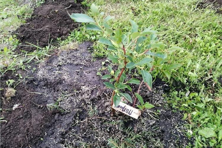 Planter des bleuets Patriot