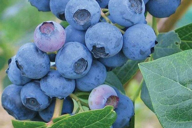 Erliblu - Variétés de myrtilles