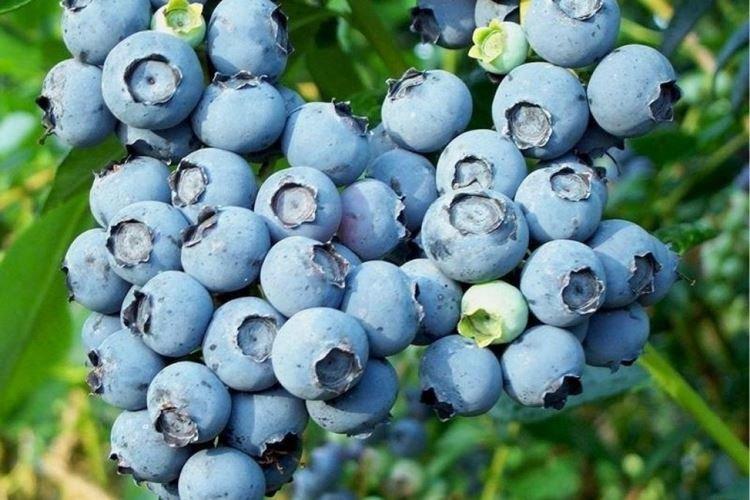 Nelson - Variétés de myrtilles