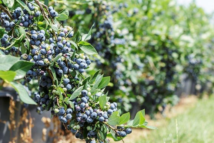 Reproduction - Soins aux bleuets