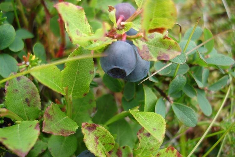 Maladies et ravageurs des myrtilles - comment faire face