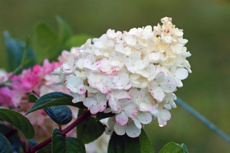 Historique de distribution - Hortensia