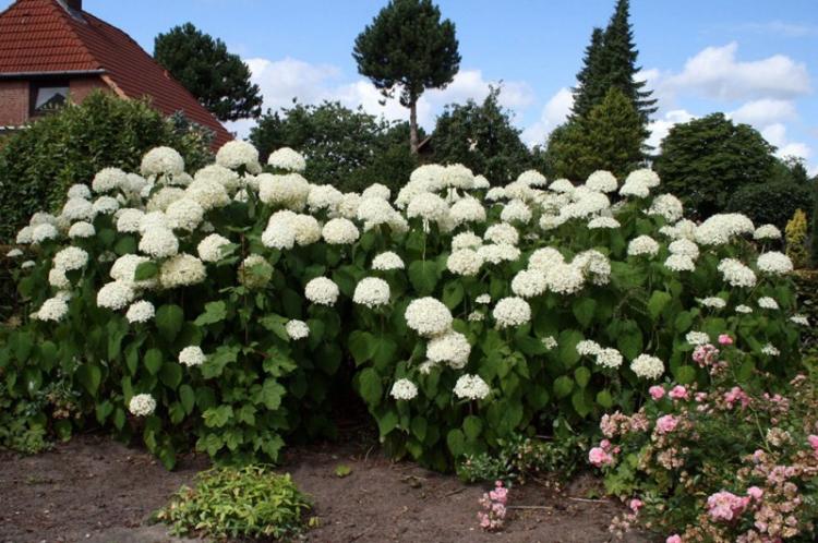 Hortensia arborescent - Types d'hortensia