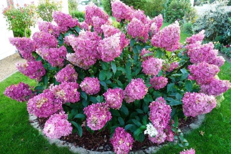 Hortensia panicule - Types d'hortensia