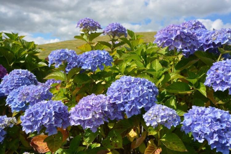 Température - Soin Hortensia