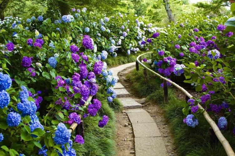 Éclairage - Soin de l'hortensia