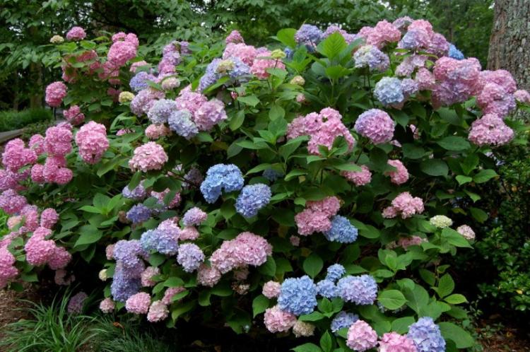 Hortensia - photo