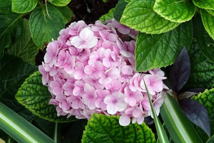 Hortensia - photo
