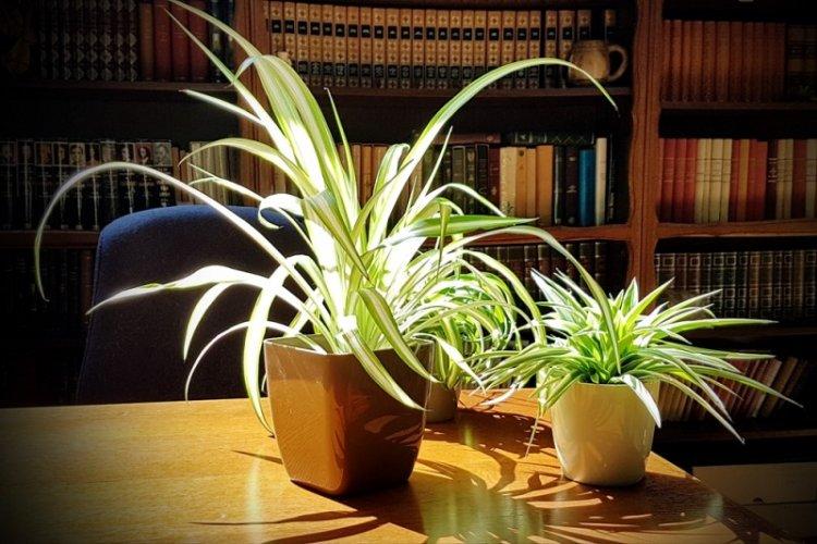 Éclairage - Chlorophytum Care