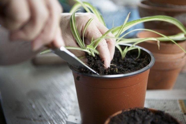 Sol - Soins Chlorophytum