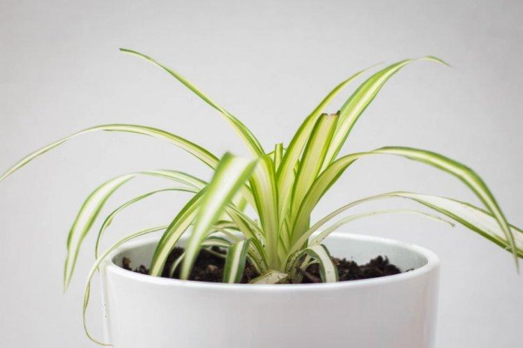 Engrais et alimentation - Soins Chlorophytum