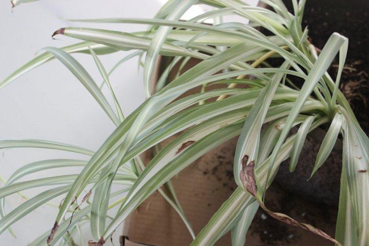 Lutte contre les parasites et les maladies - Chlorophytum