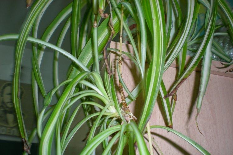Lutte contre les parasites et les maladies - Chlorophytum