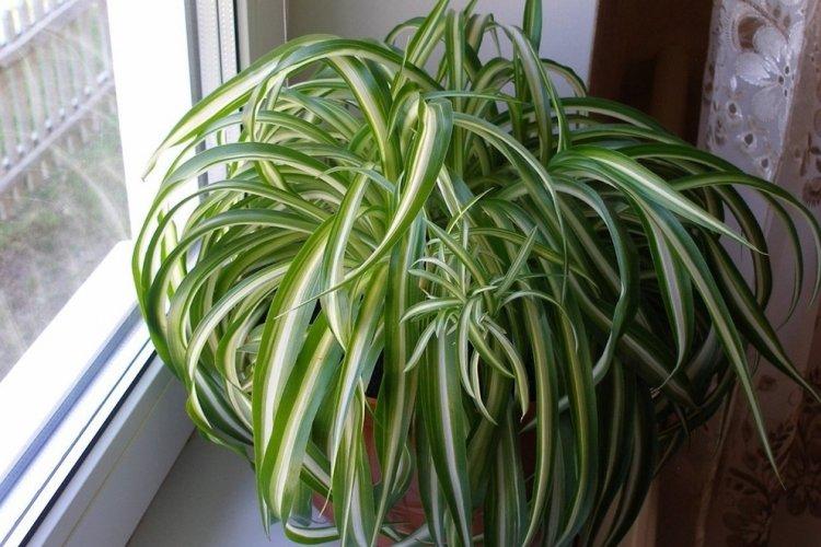 Chlorophytum - photo