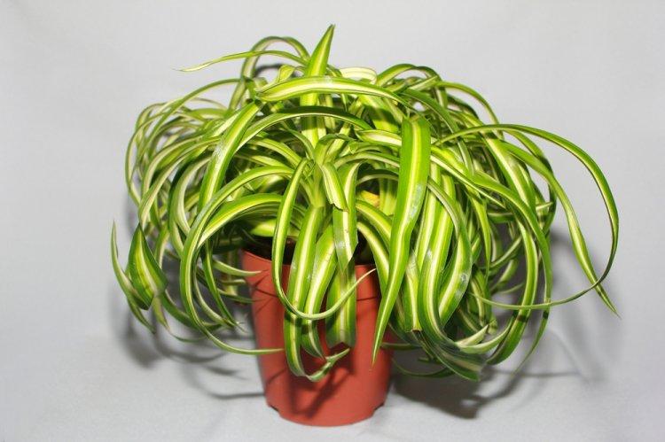 Chlorophytum - photo