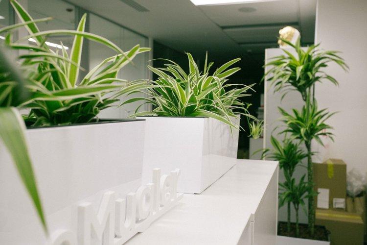 Chlorophytum - photo