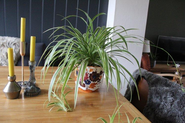 Chlorophytum - photo