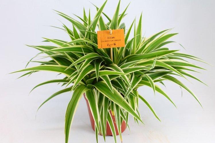 Chlorophytum - photo