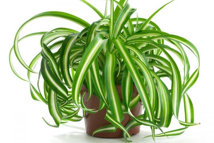 Chlorophytum - photo