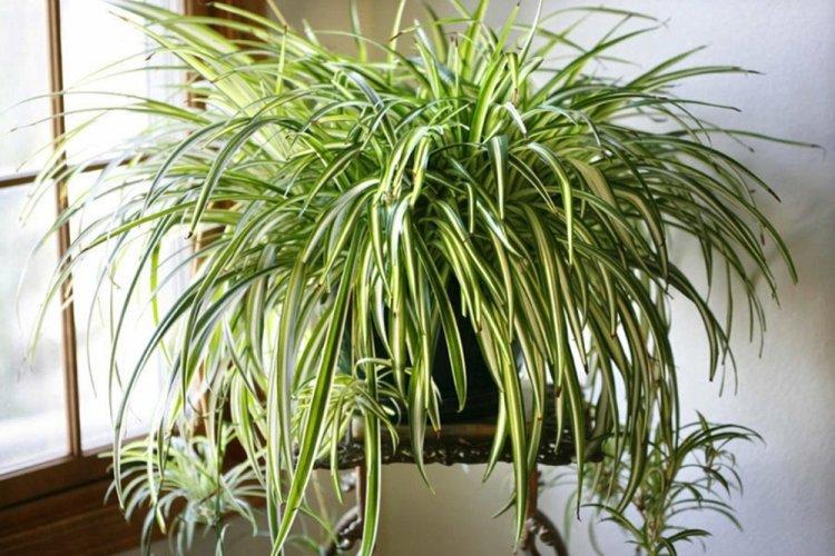 Chlorophytum - photo