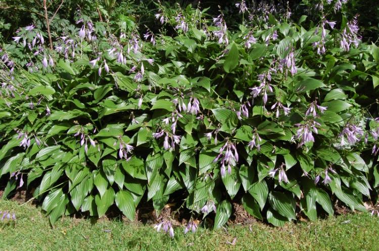 Élagage - Hosta Care