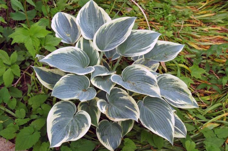 Hosta - photo