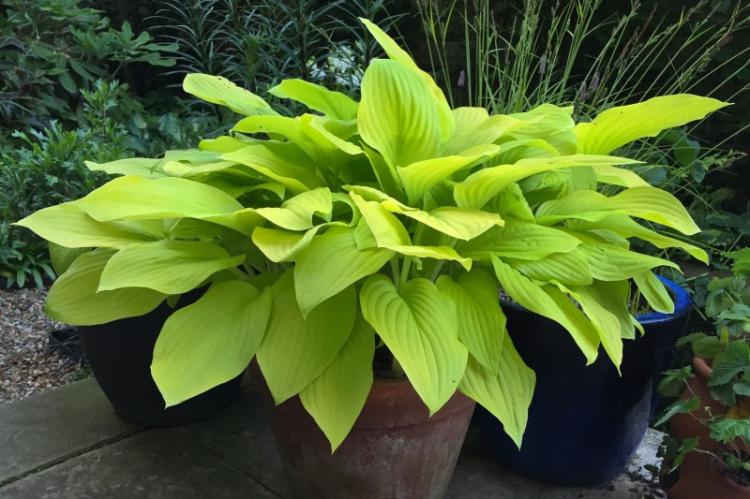Hosta - photo
