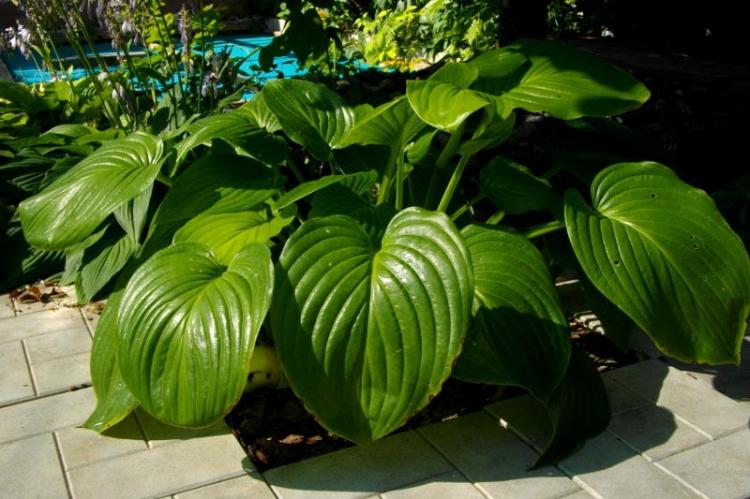 Hosta - photo