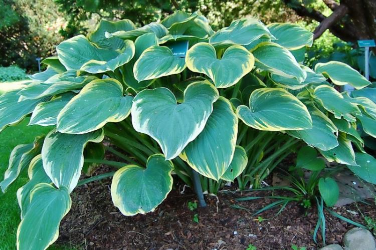Hosta - photo