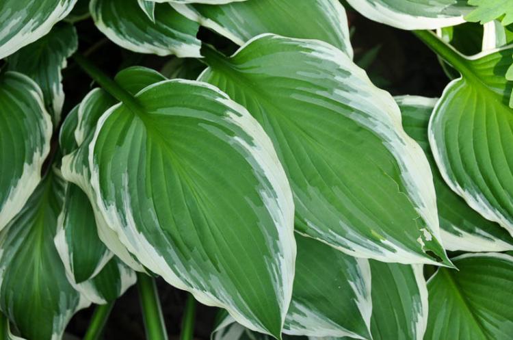 Hosta - photo