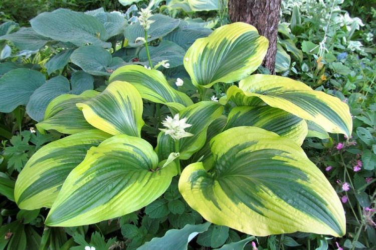 Hosta - photo