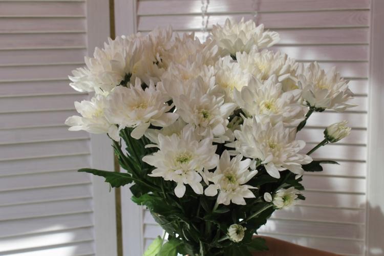 Caractéristiques générales - Chrysanthèmes