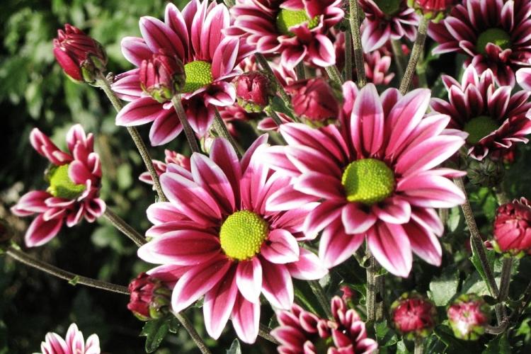 Historique de distribution - Chrysanthèmes