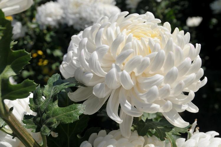 Gazelle - Types de chrysanthèmes