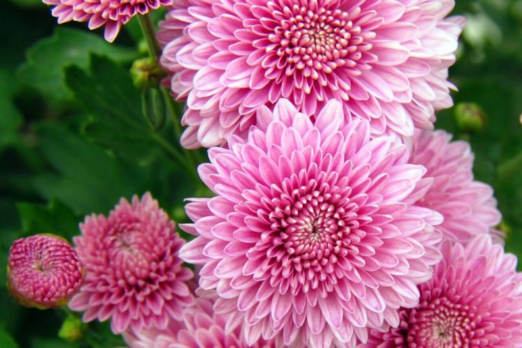 Valentina Terechkova - Types de chrysanthèmes