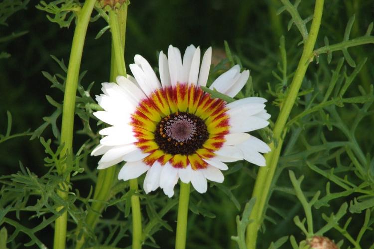 Cocarde - Types de chrysanthèmes