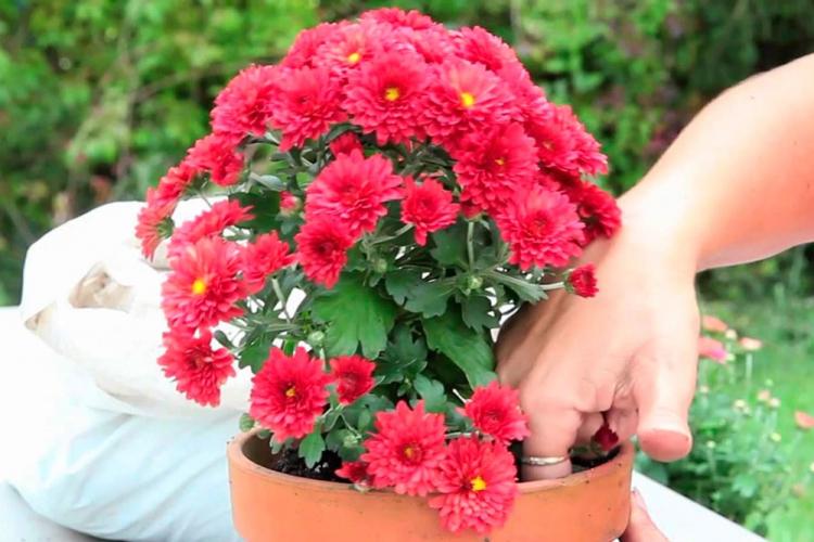 Arrosage - Soin du Chrysanthème