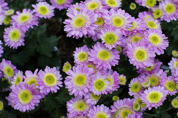 Chrysanthèmes - photo