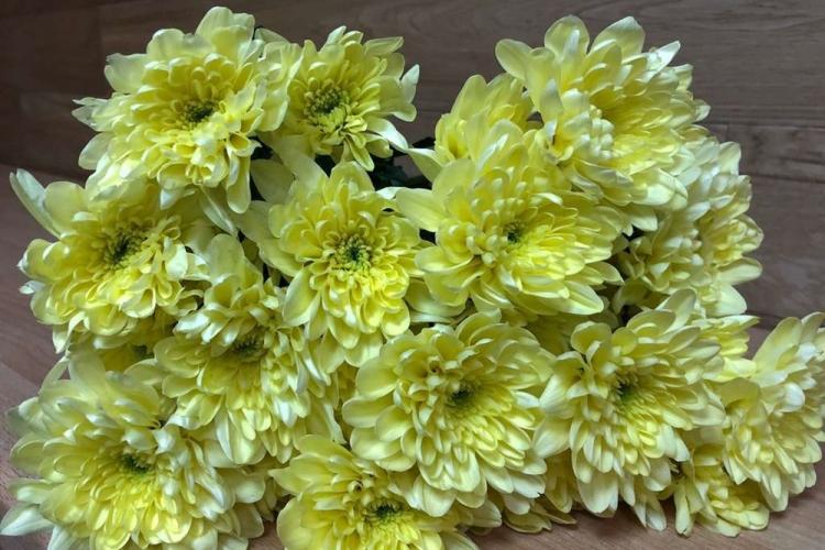 Chrysanthèmes - photo