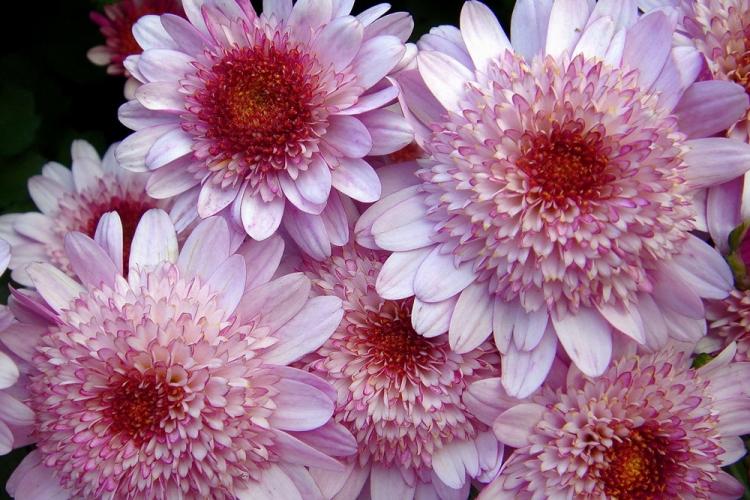 Chrysanthèmes - photo