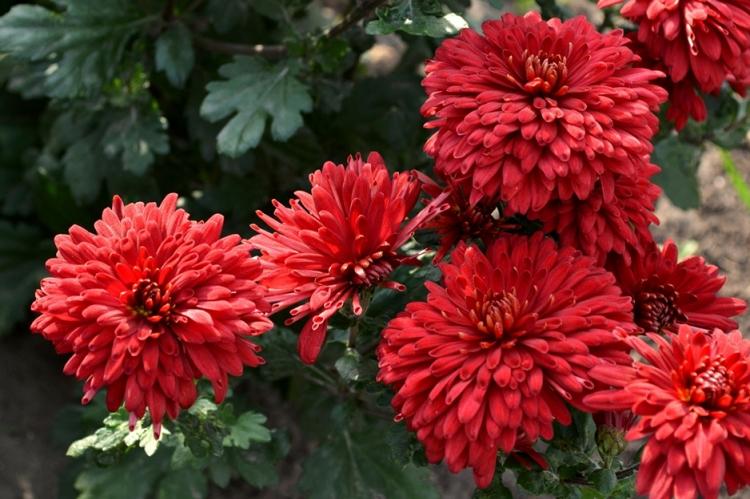 Chrysanthèmes - photo