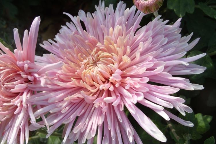 Chrysanthèmes - photo