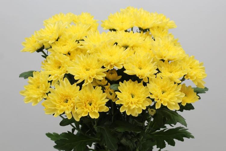 Chrysanthèmes - photo