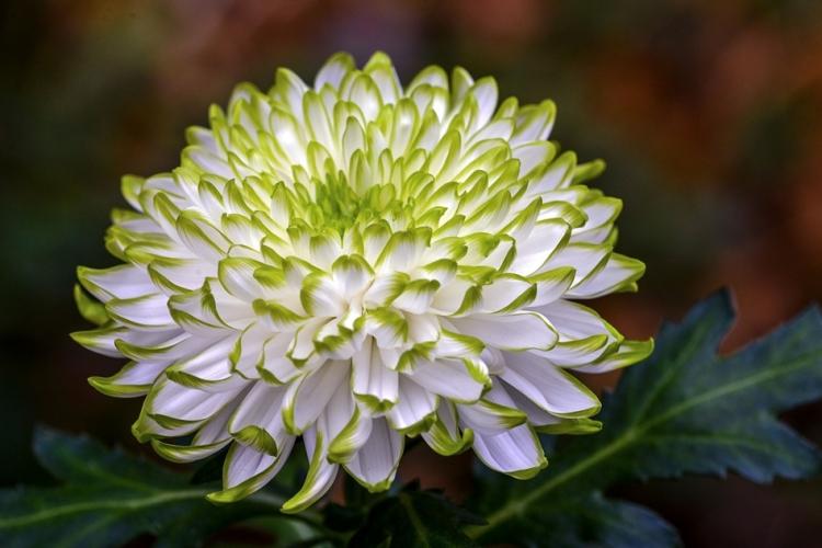 Chrysanthèmes - photo