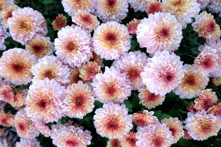 Chrysanthèmes - photo