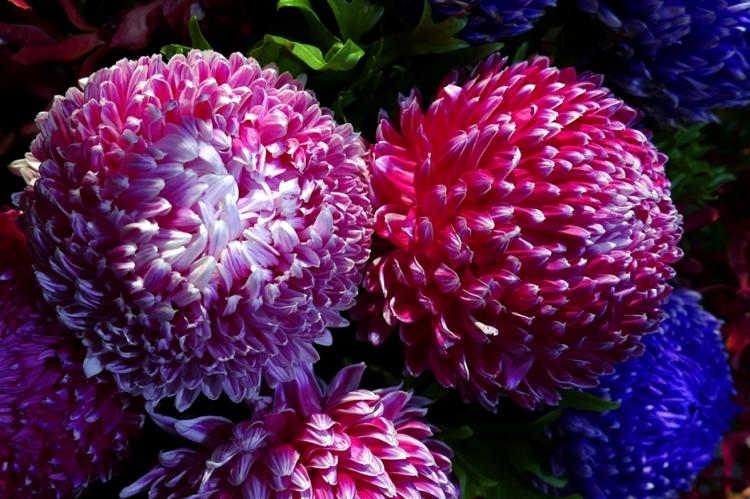 Chrysanthèmes - photo