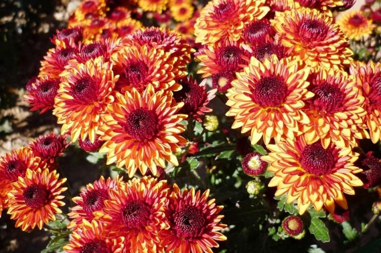 Chrysanthèmes - photo