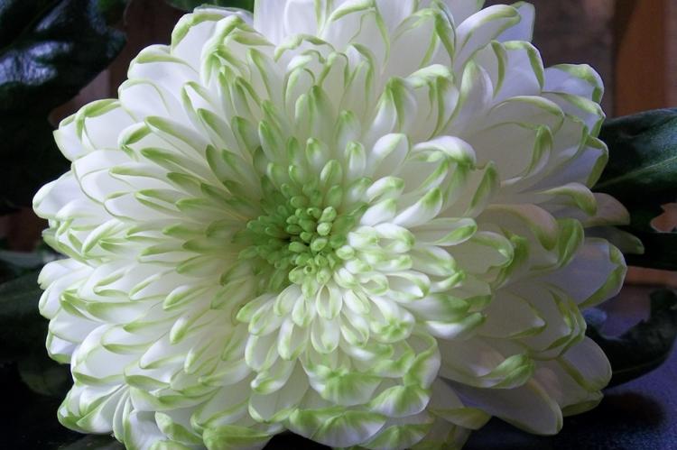 Chrysanthèmes - photo