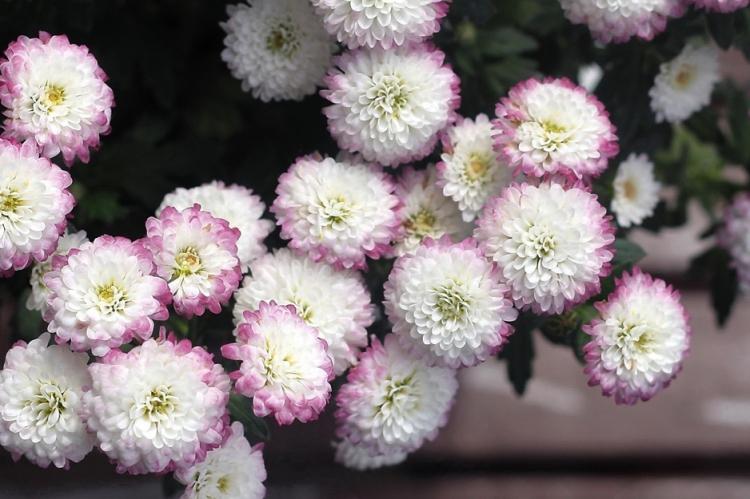 Chrysanthèmes - photo