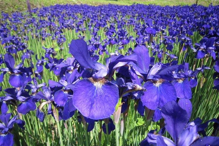 Informations générales - Iris